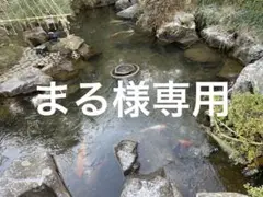 専用ページ