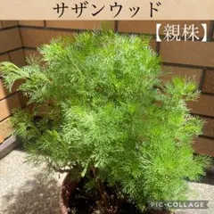 Aurora様 リクエスト 2点 まとめ商品