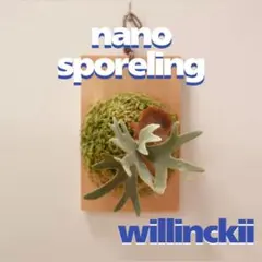 ビカクシダ willinckii nano ウィリンキー ドワーフ N-19 - メルカリ