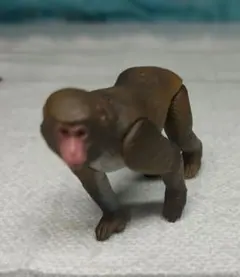 アニア　ニホンザル 猿　　サルのサムネイル