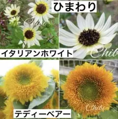 ❤️珍しい☆ひまわりイタリアンホワイト 種３０粒＆ひまわりテディーベアー種１０粒