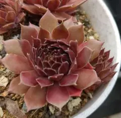 くり♥さま。シックなSodalit センペルビウム 多肉植物 - メルカリ