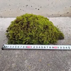 はなはなはなこ様 リクエスト 2点 まとめ商品