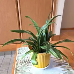 2025年最新】万年青 斑入りの人気アイテム - メルカリ