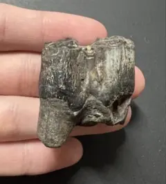 2026年最新】哺乳類 化石の人気アイテム - メルカリ