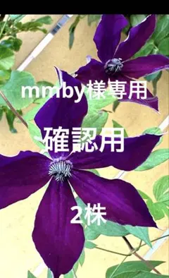 2026年最新】紫色クレマチスの人気アイテム - メルカリ