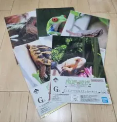 一番くじ 爬虫類＆両生類 Tiny Friends vol.2 G賞 5種のサムネイル
