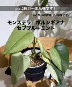 2026年最新】モンステラハーフムーンの人気アイテム - メルカリ
