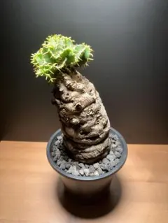 2026年最新】ムランジーナの人気アイテム - メルカリ