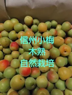 信州小梅　ほぼ完熟　自然栽培　 箱込１kg以内のサムネイル