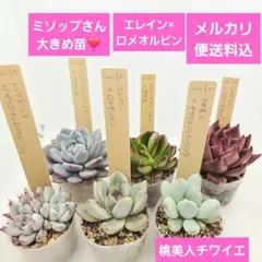 2026年最新】ミソップ苗の人気アイテム - メルカリ