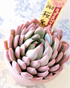 2026年最新】ミックスベリア 桜鬼の人気アイテム - メルカリ