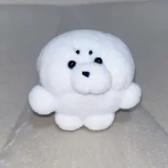 しらたまあざらし