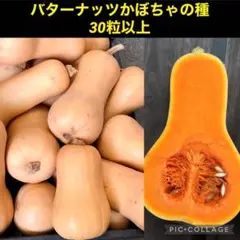 シ*ゲ様 バターナッツかぼちゃの種