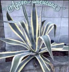 （直接取引限定）アメリカーナ バリエガータ アガベ アメリカーナ バリエガータの通販 by ぱんきち's shop｜ラクマ