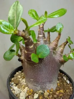ゆーきん樹種不明　塊根植物　メルカリ便 大株 ウォレマイ・パイン 約55cm 絶滅危惧種 苗木 希少 ジュラシック