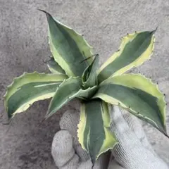 2025年最新】オバティフォリア オルカの人気アイテム - メルカリ