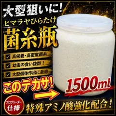 極上！ヒマラヤひらたけ菌糸ブロック【8個】初菌のみ使用！国産