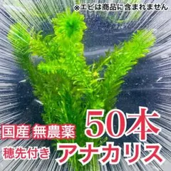 天然 アナカリス 50本 無農薬 - メルカリ