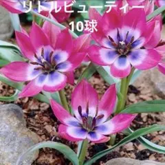 柔軟剤アレルギーです様 リクエスト 2点 まとめ商品