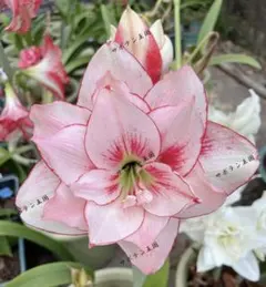 札落ち❣️お買い得セット どちらの花が咲くかはお楽しみ アマリリス