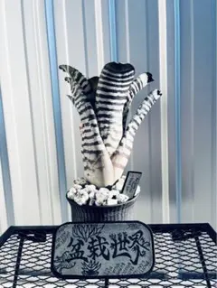 【特別選抜株・美株】エクメア　チャンティニー 『ブラックアイス』　5号鉢 ④ 訳あり】エクメアチャンティニー 『ブラックアイス』5号鉢