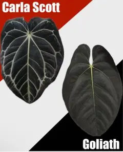 2025年最新】アンスリウムハイブリッドの人気アイテム - メルカリ