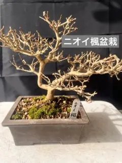 a&e20 イワヒバ寄せ植え盆栽 4幹 20年物 山野草 - メルカリ