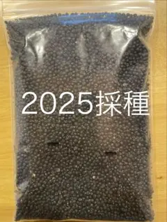 行者ニンニクの種子(2025採種) 200g 行者ニンニクの種子(2025採種) 200g - メルカリ