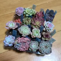 エケベリア 名前付き 韓国苗 16苗 プラグ苗 カット苗 詰め合わせ 寄せ植え