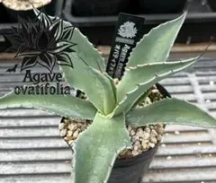 コテツ様 リクエスト 2点 まとめ商品　速達