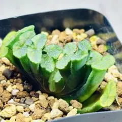26d ハオルチア　多肉植物　大縄帝玉扇錦　自家繁殖 2025年最新】玉扇錦の人気アイテム - メルカリ