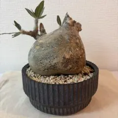 ミスター専用です。　グラキリス　発根済現地株 ミスター専用です。 グラキリス 発根済現地株 - メルカリ