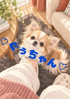 《一点限り》ロングコートチワワ 飼い主に甘える犬