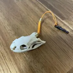 モササウルス 頭蓋骨 化石 レプリカ - メルカリ