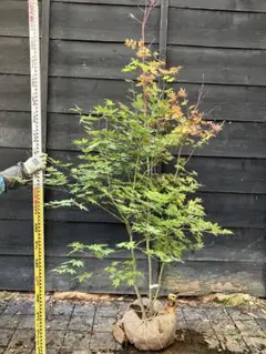 希少。。特大天然コハウチワカエデ。 楽天市場】【現品発送】コハウチワカエデ 小葉団扇楓 特大 株立ち 樹高