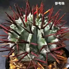 2026年最新】ロウルサンコの人気アイテム - メルカリ