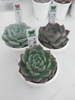 多肉植物⑥まりえ苗3鉢　らくらくメルカリ便　お買い得セットのサムネイル