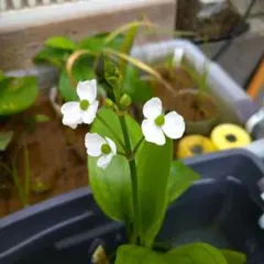 さおちゃん様 リクエスト 2点 まとめ商品