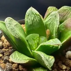 K*H様 多肉　ハオルチア　万華鏡