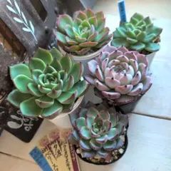 2025年最新】おらいさん苗 青札の人気アイテム - メルカリ