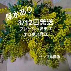 3/12日発送♪無農薬フレッシュミモザ　ネコポスいっぱい　　#4