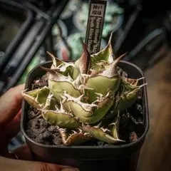 アガベSADのサムネイル