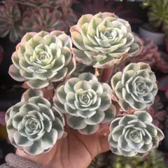 Yokogawa様 リクエスト 3点 まとめ商品