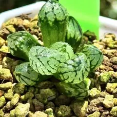 翠晶球ミュータント　超美株　ハオルチア　観葉植物　32のサムネイル
