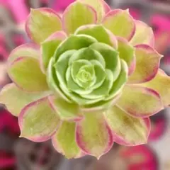 アエオニウム サラダボール中班錦 抜き苗 - メルカリ