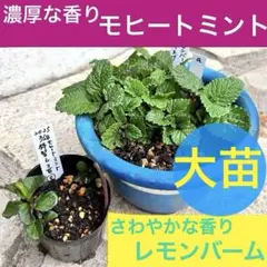 濃厚な香り❣️モヒートミント苗　さわやか★レモンバーム根付き苗　無農薬