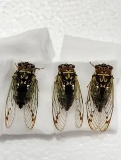 2025年最新】エゾゼミ標本の人気アイテム - メルカリ