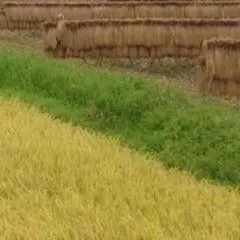 こだわりのお米 玄米5kg [天日干し・無農薬・有機肥料・籾保存]_2 こだわりのお米 玄米5kg [天日干し・無農薬・有機肥料・籾保存]_2