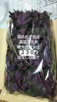 ①収穫日に発送します⭐️赤紫蘇２３０gのサムネイル